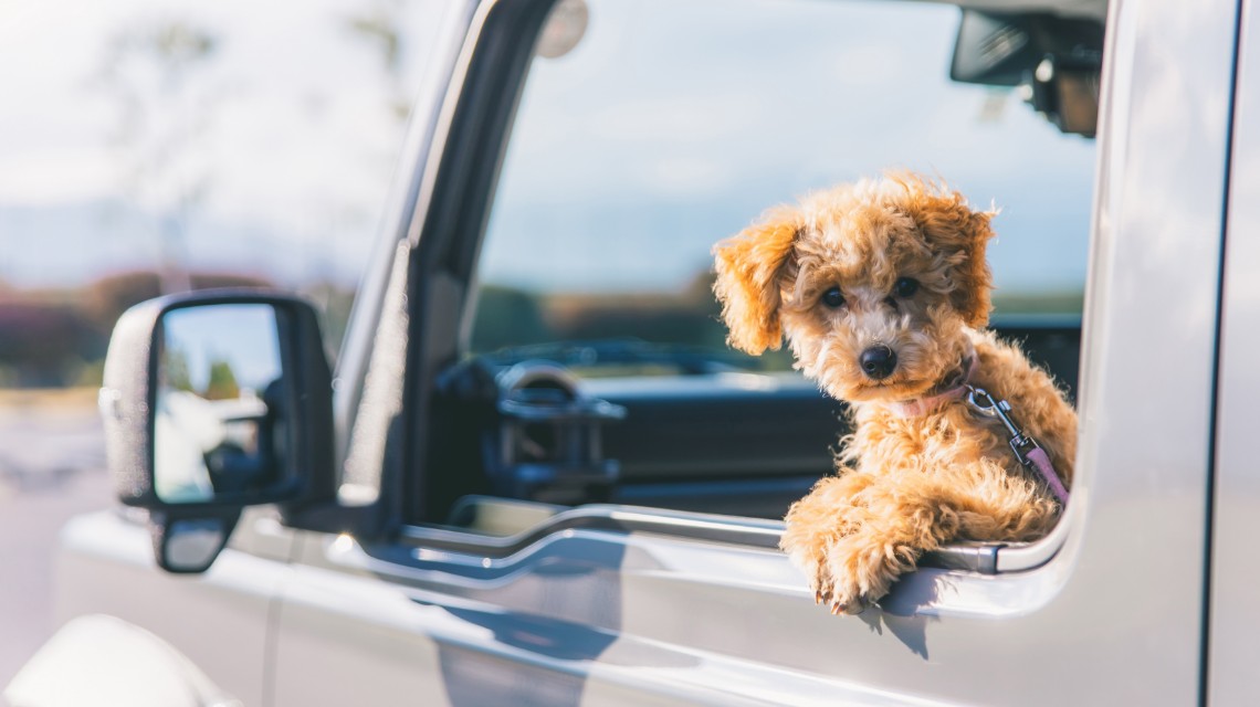 愛犬と過ごす休日